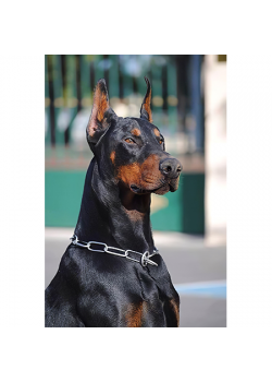 Canvas Doberman Sayılarla Boyama Seti Rulo